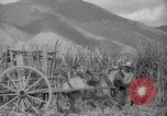Image of farming operations Caracas Venezuela, 1940, second 61 stock footage video 65675050641