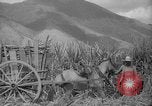 Image of farming operations Caracas Venezuela, 1940, second 62 stock footage video 65675050641