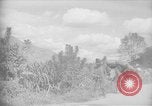 Image of mules Caracas Venezuela, 1940, second 1 stock footage video 65675050642