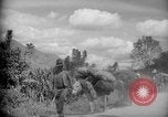 Image of mules Caracas Venezuela, 1940, second 5 stock footage video 65675050642