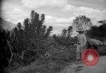 Image of mules Caracas Venezuela, 1940, second 23 stock footage video 65675050642