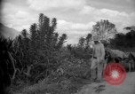 Image of mules Caracas Venezuela, 1940, second 24 stock footage video 65675050642