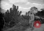 Image of mules Caracas Venezuela, 1940, second 25 stock footage video 65675050642