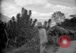 Image of mules Caracas Venezuela, 1940, second 27 stock footage video 65675050642