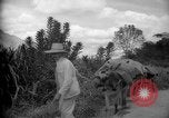 Image of mules Caracas Venezuela, 1940, second 28 stock footage video 65675050642