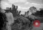 Image of mules Caracas Venezuela, 1940, second 29 stock footage video 65675050642
