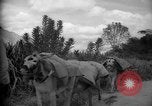 Image of mules Caracas Venezuela, 1940, second 30 stock footage video 65675050642