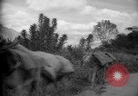 Image of mules Caracas Venezuela, 1940, second 31 stock footage video 65675050642