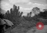 Image of mules Caracas Venezuela, 1940, second 37 stock footage video 65675050642