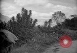 Image of mules Caracas Venezuela, 1940, second 38 stock footage video 65675050642
