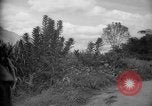 Image of mules Caracas Venezuela, 1940, second 39 stock footage video 65675050642