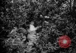 Image of farm Caracas Venezuela, 1940, second 3 stock footage video 65675050643
