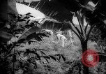 Image of farm Caracas Venezuela, 1940, second 4 stock footage video 65675050643