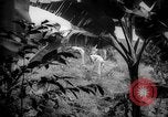 Image of farm Caracas Venezuela, 1940, second 5 stock footage video 65675050643