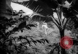 Image of farm Caracas Venezuela, 1940, second 6 stock footage video 65675050643
