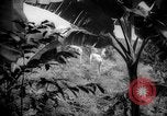 Image of farm Caracas Venezuela, 1940, second 8 stock footage video 65675050643