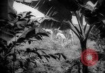 Image of farm Caracas Venezuela, 1940, second 9 stock footage video 65675050643