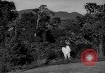 Image of golf Caracas Venezuela, 1940, second 27 stock footage video 65675050645