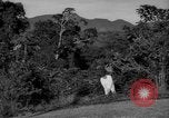 Image of golf Caracas Venezuela, 1940, second 30 stock footage video 65675050645