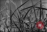 Standbild Asian-African Conference Bandung Indonesien, 1955, aus Sekunde 43 historischem Filmmaterial Videoclip 65675050658