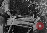 Standbild tarnen Techniken Italien, 1945, aus Sekunde 24 historischem Filmmaterial Videoclip 65675050680