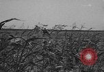Standbild Truppen 55th Brigade AAA-Zug im Boden Verteidigung Taktik Hammond Louisiana USA, 1943, aus Sekunde 12 historischem Filmmaterial Videoclip 65675050738