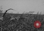 Standbild Truppen 55th Brigade AAA-Zug im Boden Verteidigung Taktik Hammond Louisiana USA, 1943, aus Sekunde 16 historischem Filmmaterial Videoclip 65675050738