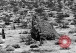 Image of camouflage United States USA, 1942, second 30 stock footage video 65675050742