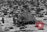 Image of camouflage United States USA, 1942, second 34 stock footage video 65675050742