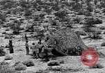 Image of camouflage United States USA, 1942, second 37 stock footage video 65675050742