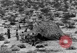 Image of camouflage United States USA, 1942, second 38 stock footage video 65675050742