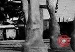 Image of beer brewery opening after prohibition United States USA, 1934, second 46 stock footage video 65675050774