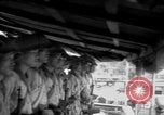 Image of Japanese occupation of Borneo Borneo, 1942, second 19 stock footage video 65675050778