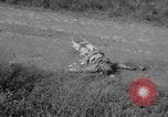 Image of Santo Tomas concentration camp Manila Philippines, 1945, second 9 stock footage video 65675050798