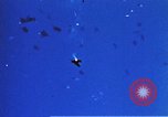 Image of Japanese Kamikaze aircraft Pacific Ocean, 1945, second 35 stock footage video 65675050814