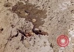 Image of dead bodies Tinian Island Mariana Islands, 1944, second 7 stock footage video 65675050848