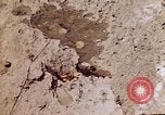 Image of dead bodies Tinian Island Mariana Islands, 1944, second 12 stock footage video 65675050848