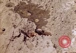 Image of dead bodies Tinian Island Mariana Islands, 1944, second 13 stock footage video 65675050848