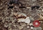 Image of dead bodies Tinian Island Mariana Islands, 1944, second 47 stock footage video 65675050848