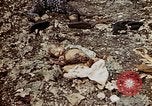 Image of dead bodies Tinian Island Mariana Islands, 1944, second 49 stock footage video 65675050848