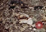 Image of dead bodies Tinian Island Mariana Islands, 1944, second 50 stock footage video 65675050848