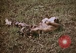 Image of atrocity victims Tinian Island Mariana Islands, 1944, second 3 stock footage video 65675050864