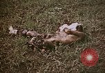 Image of atrocity victims Tinian Island Mariana Islands, 1944, second 5 stock footage video 65675050864