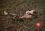 Image of atrocity victims Tinian Island Mariana Islands, 1944, second 6 stock footage video 65675050864