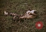 Image of atrocity victims Tinian Island Mariana Islands, 1944, second 8 stock footage video 65675050864