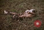 Image of atrocity victims Tinian Island Mariana Islands, 1944, second 9 stock footage video 65675050864
