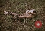 Image of atrocity victims Tinian Island Mariana Islands, 1944, second 12 stock footage video 65675050864