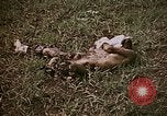 Image of atrocity victims Tinian Island Mariana Islands, 1944, second 13 stock footage video 65675050864