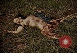 Image of atrocity victims Tinian Island Mariana Islands, 1944, second 50 stock footage video 65675050864