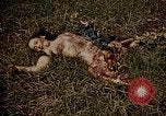 Image of atrocity victims Tinian Island Mariana Islands, 1944, second 51 stock footage video 65675050864